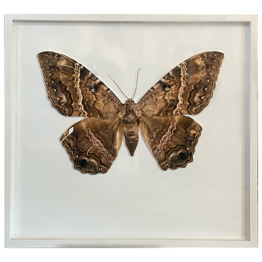 Moth Framed Print