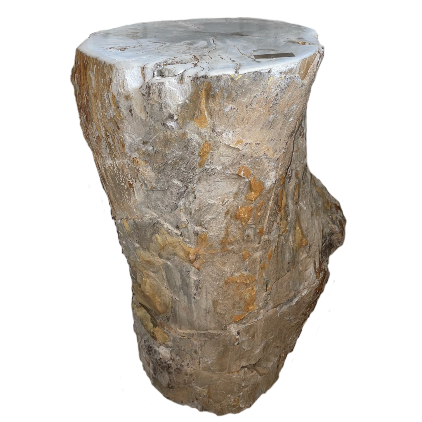 Petrified Wood Side Table