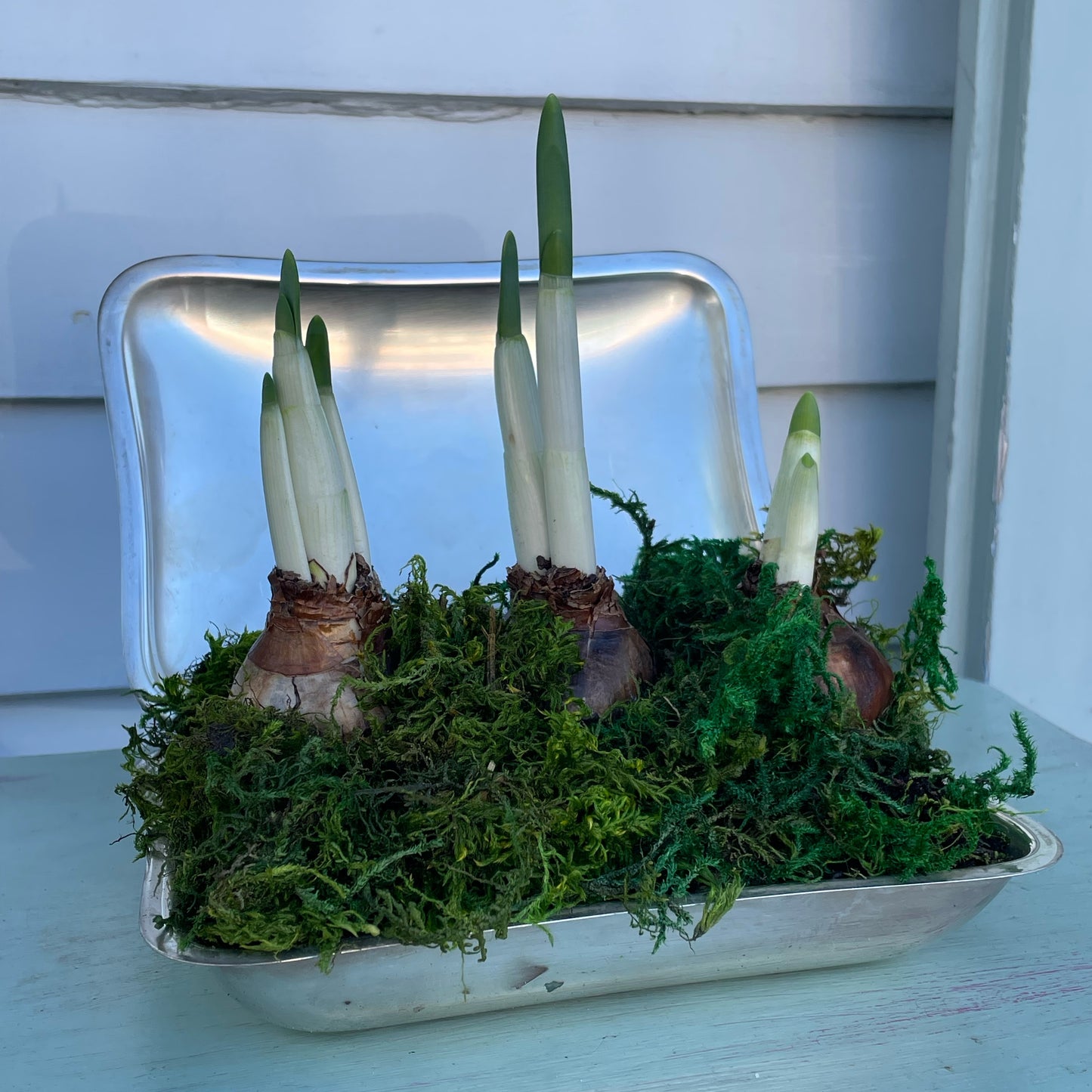 Paperwhites- Silver Silent Butler Dish