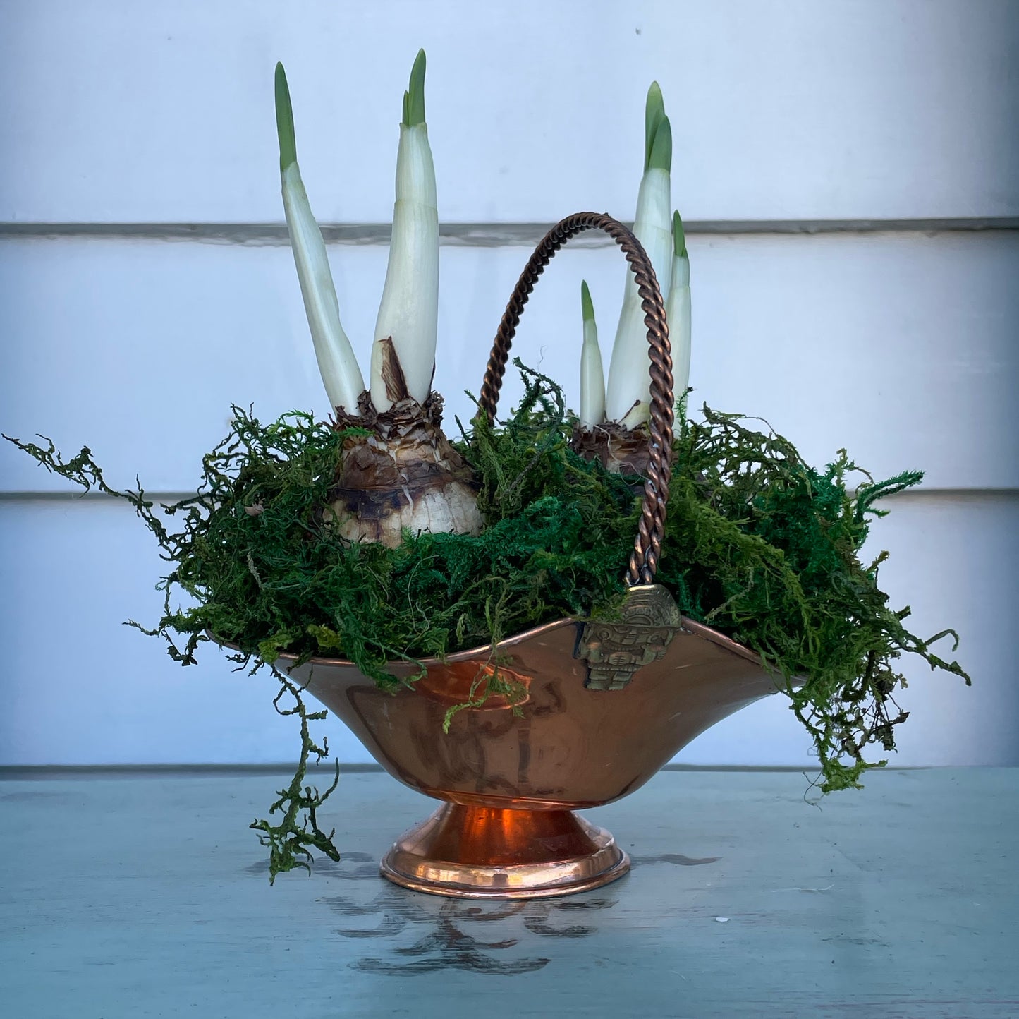 Paperwhites- Metal Basket
