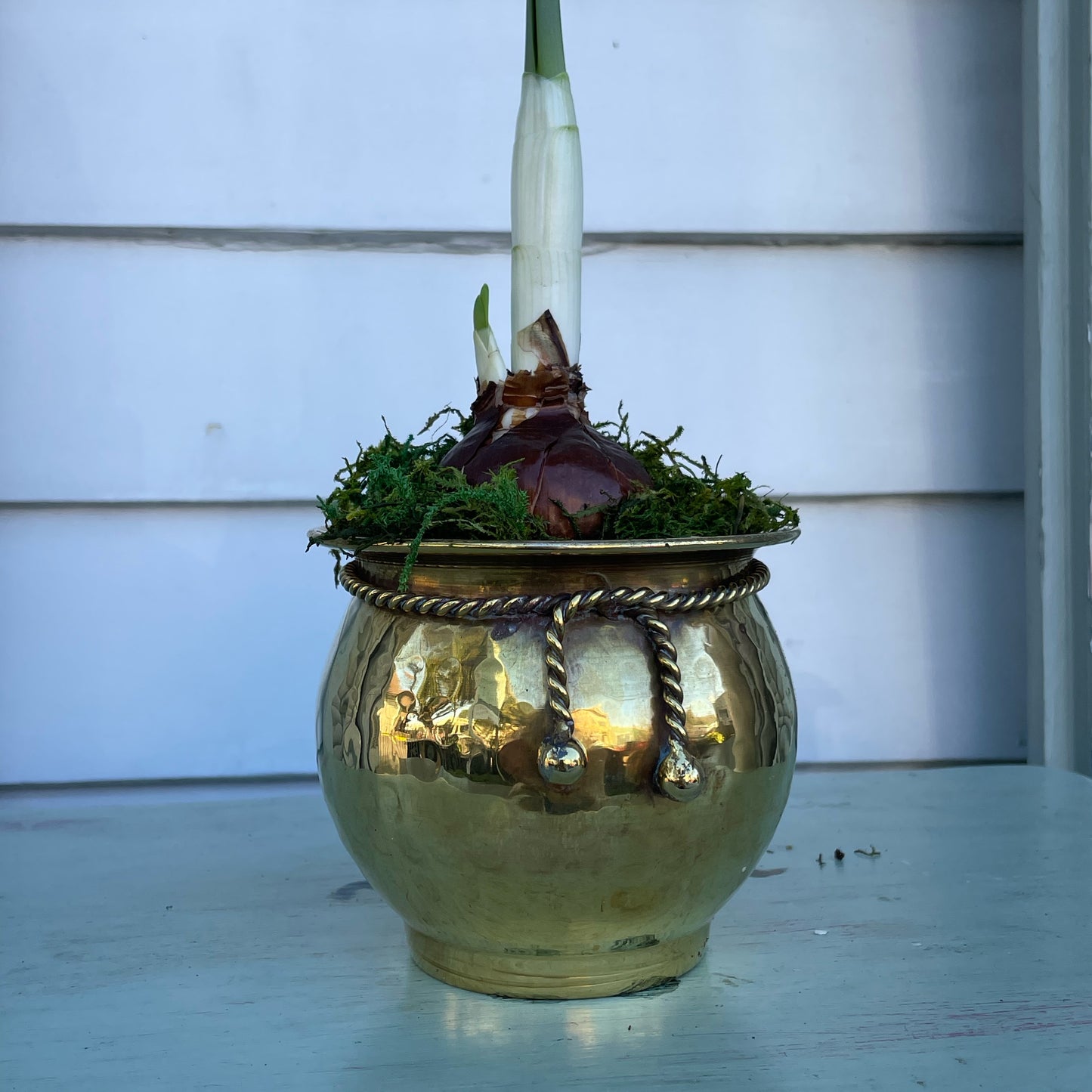 Paperwhites- Small Brass Dish