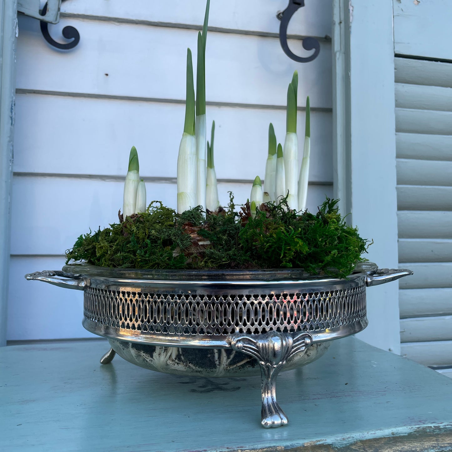Paperwhites- Silver Casserole Dish