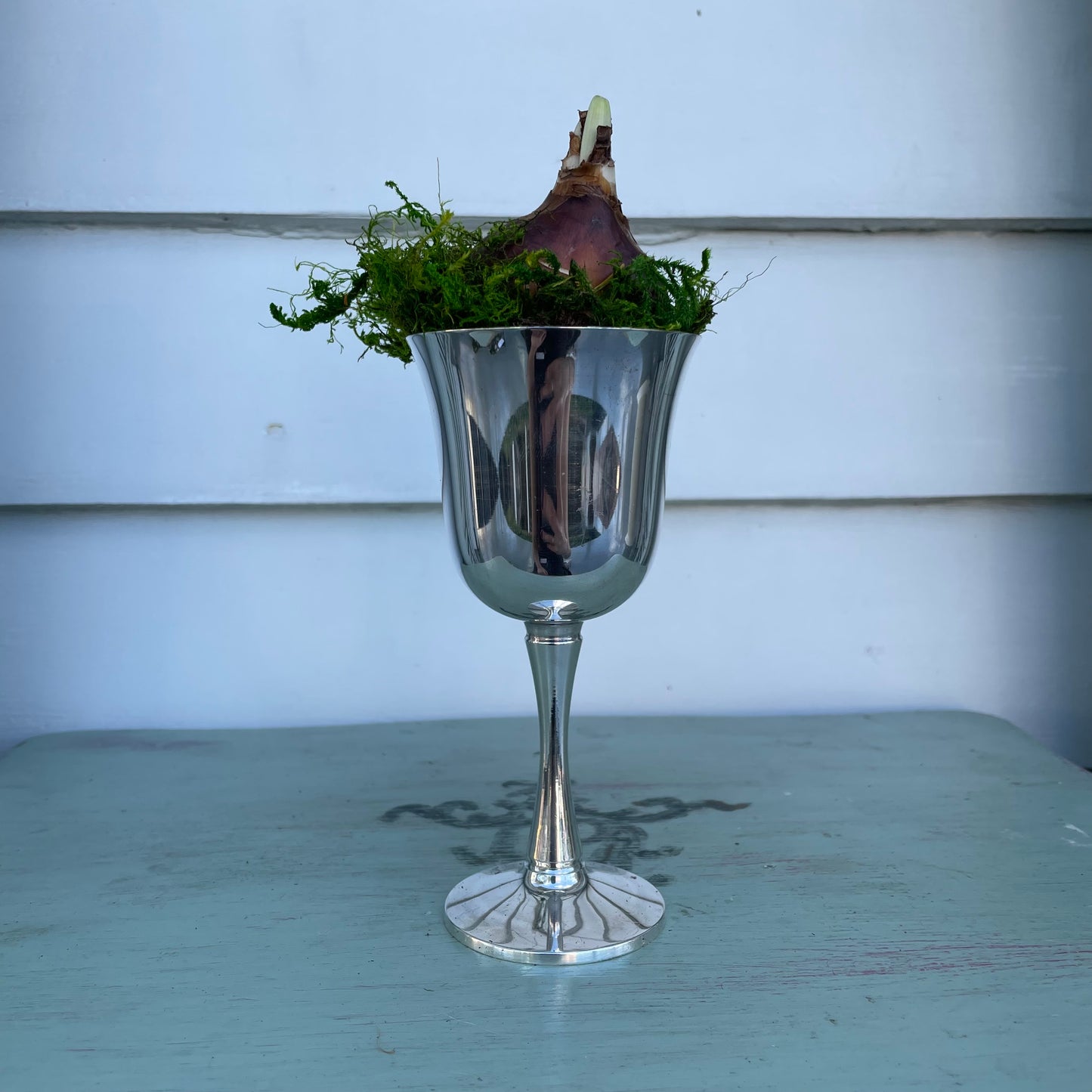 Paperwhites- Silver Mini Goblet
