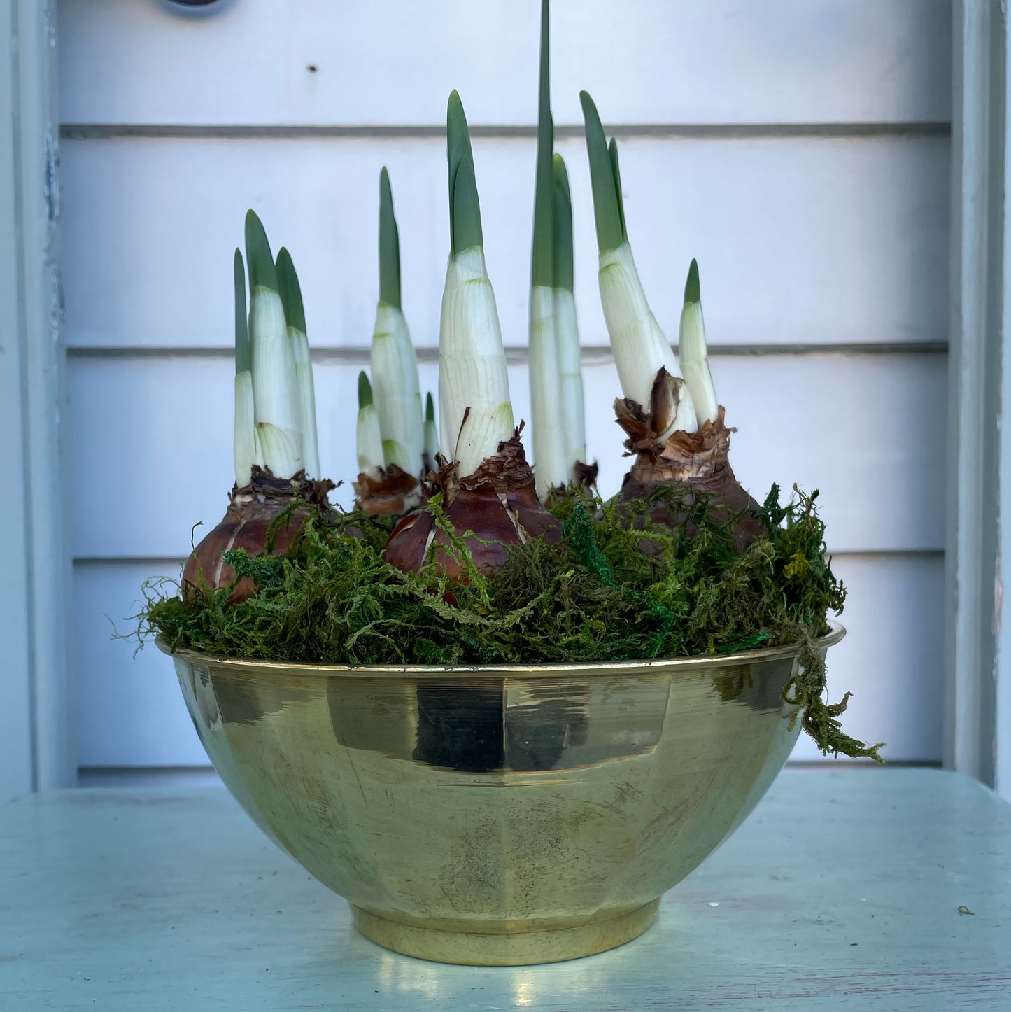 Paperwhites- Medium Brass Bowl