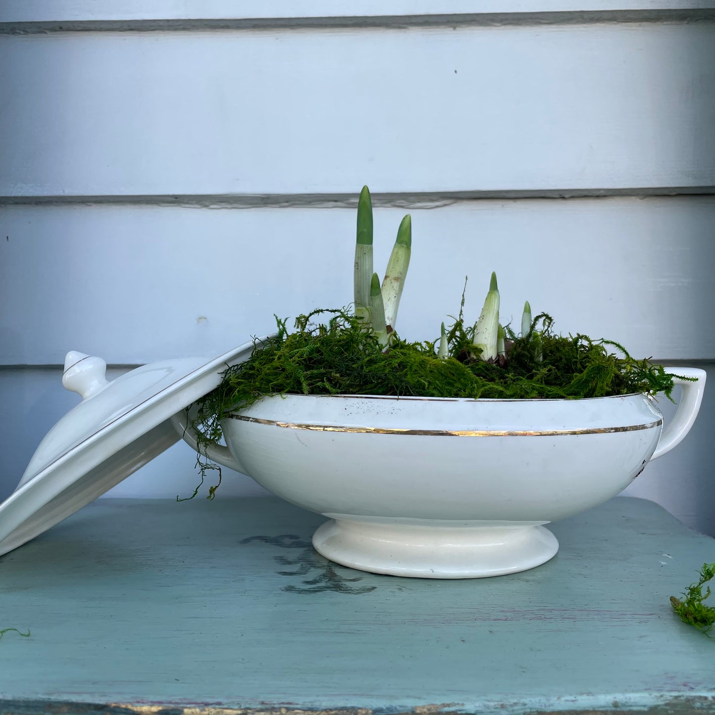 Paperwhites- White Gilded Soup Terrine