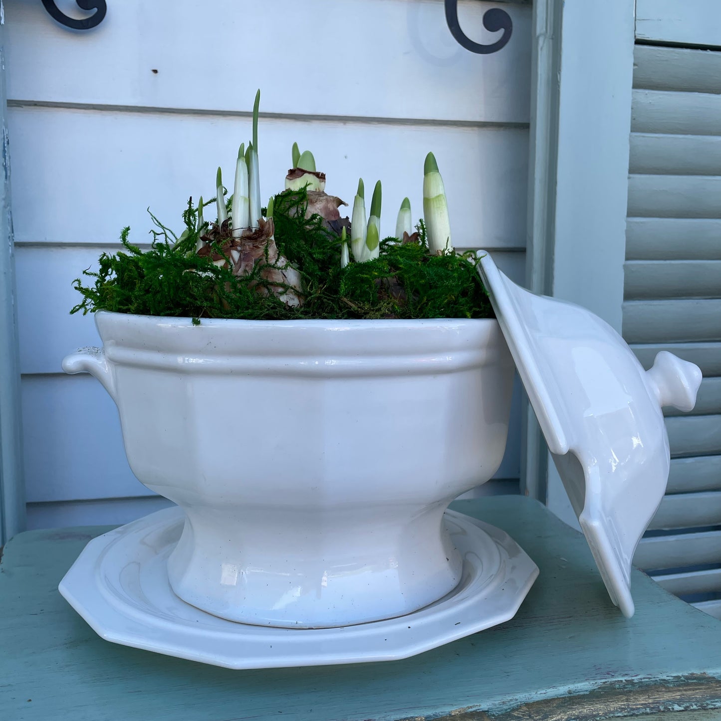 Paperwhites & Amaryllis- White Serving Dish