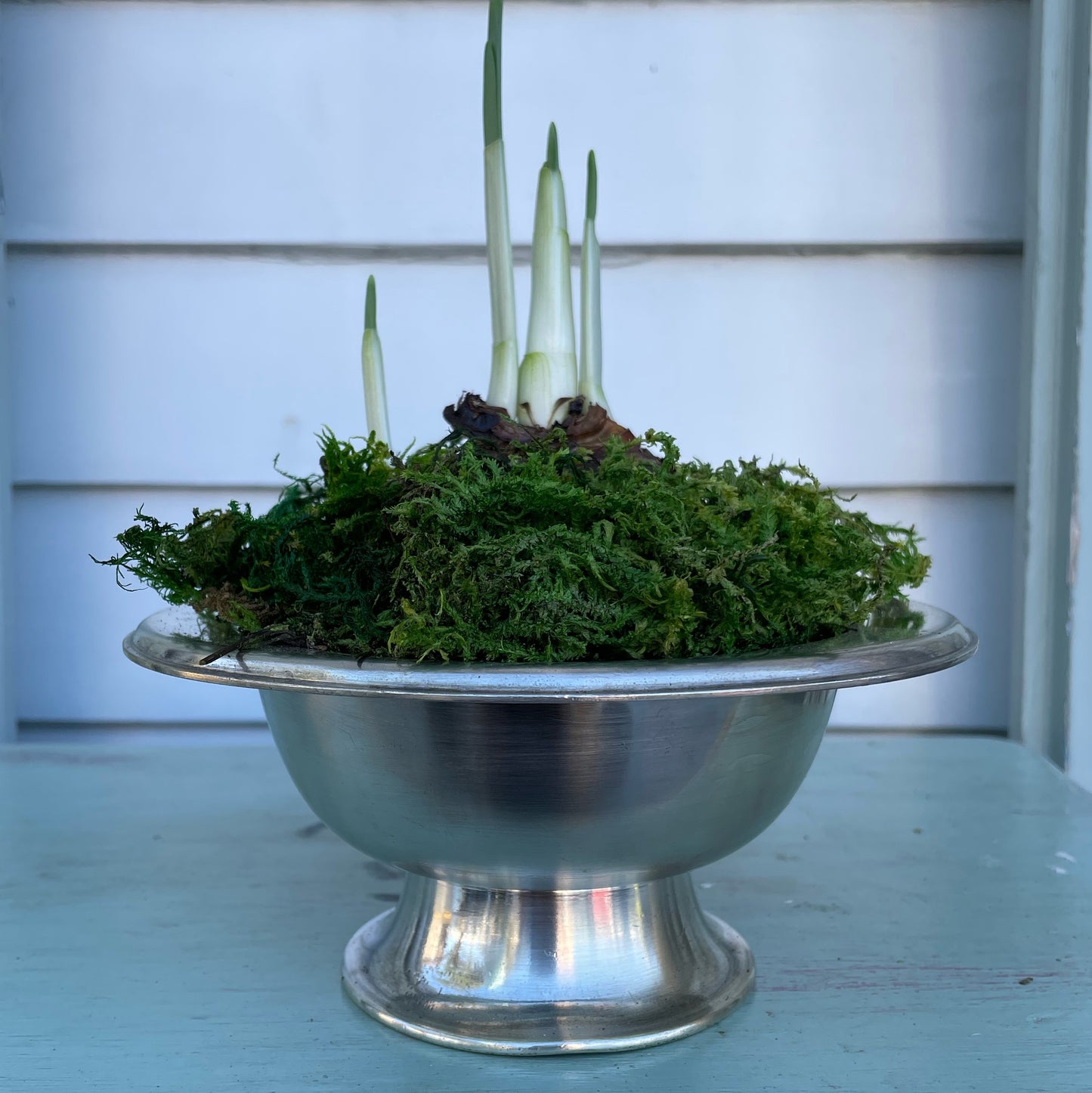 Paperwhites- Silver Pedestal Bowl