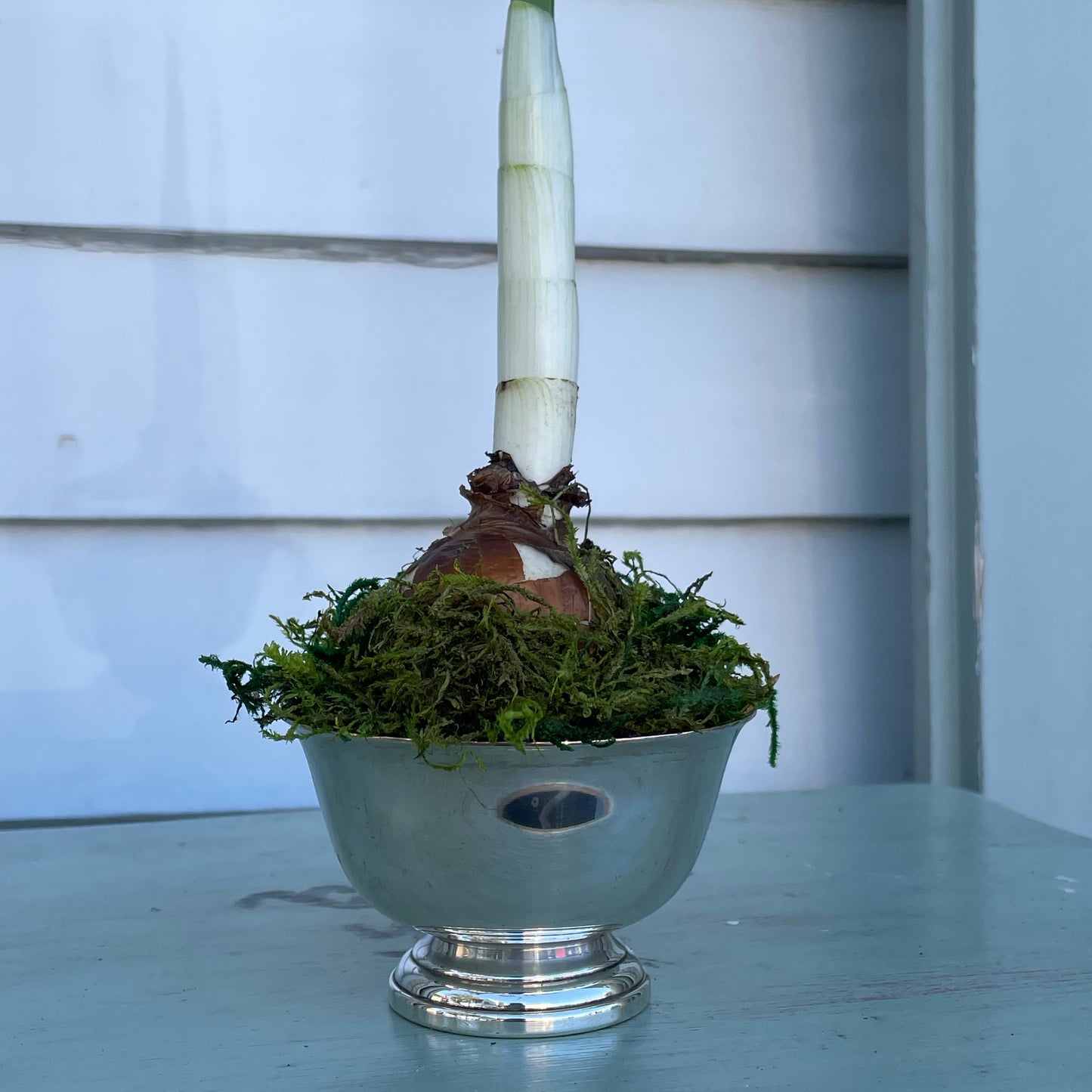 Paperwhites- Silver Mini Bowl