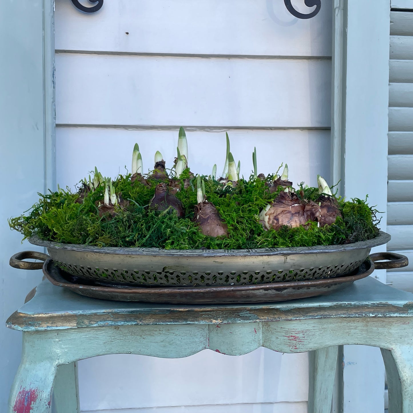 Paperwhites- Silver Serving Tray