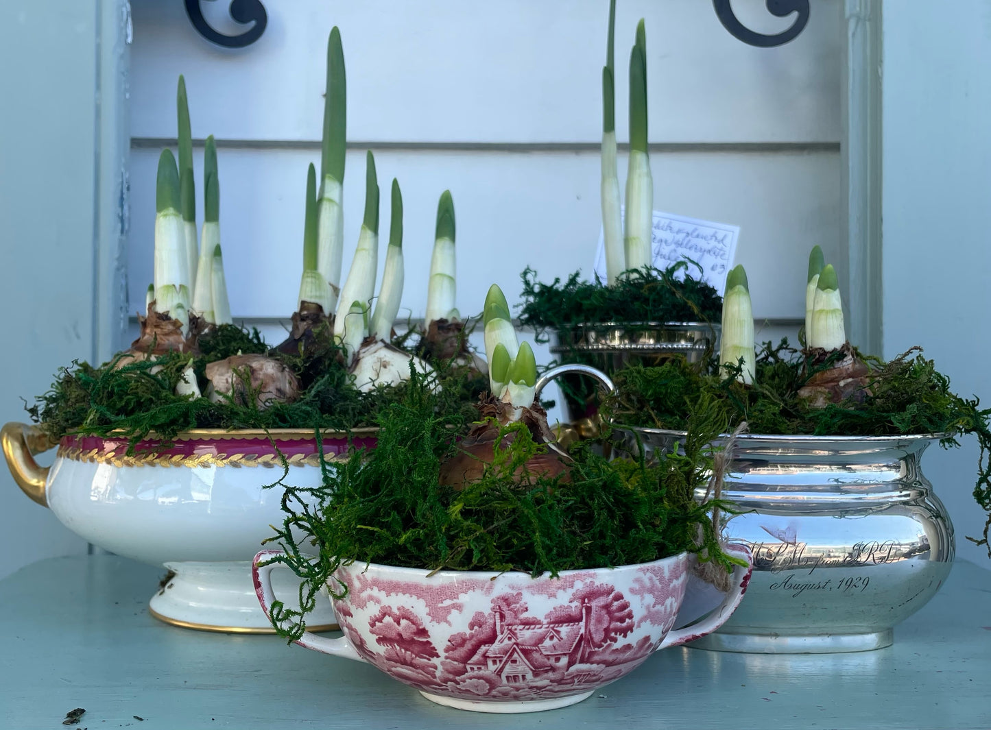Paperwhites & Amaryllis- Bring Your Own Vessel