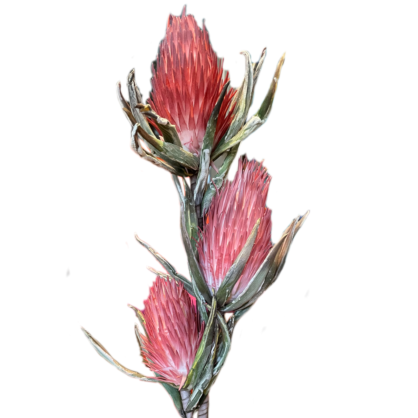 Faux Pink Thistle Botanica