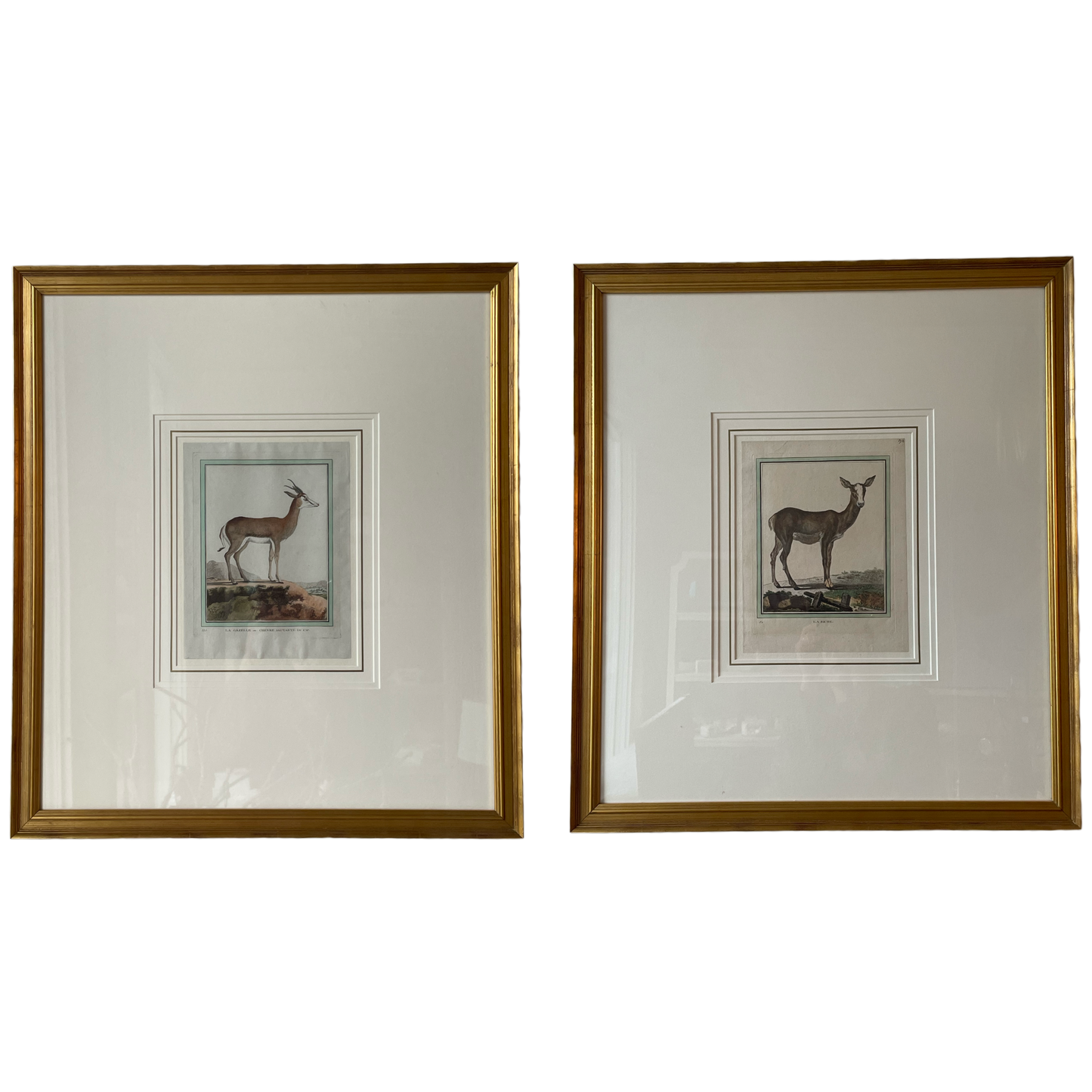 Gazelle & Doe Framed Vintage Illustrations