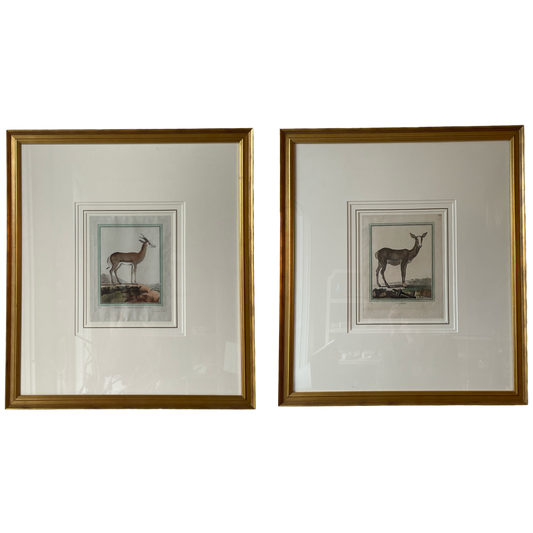 Gazelle & Doe Framed Vintage Illustrations