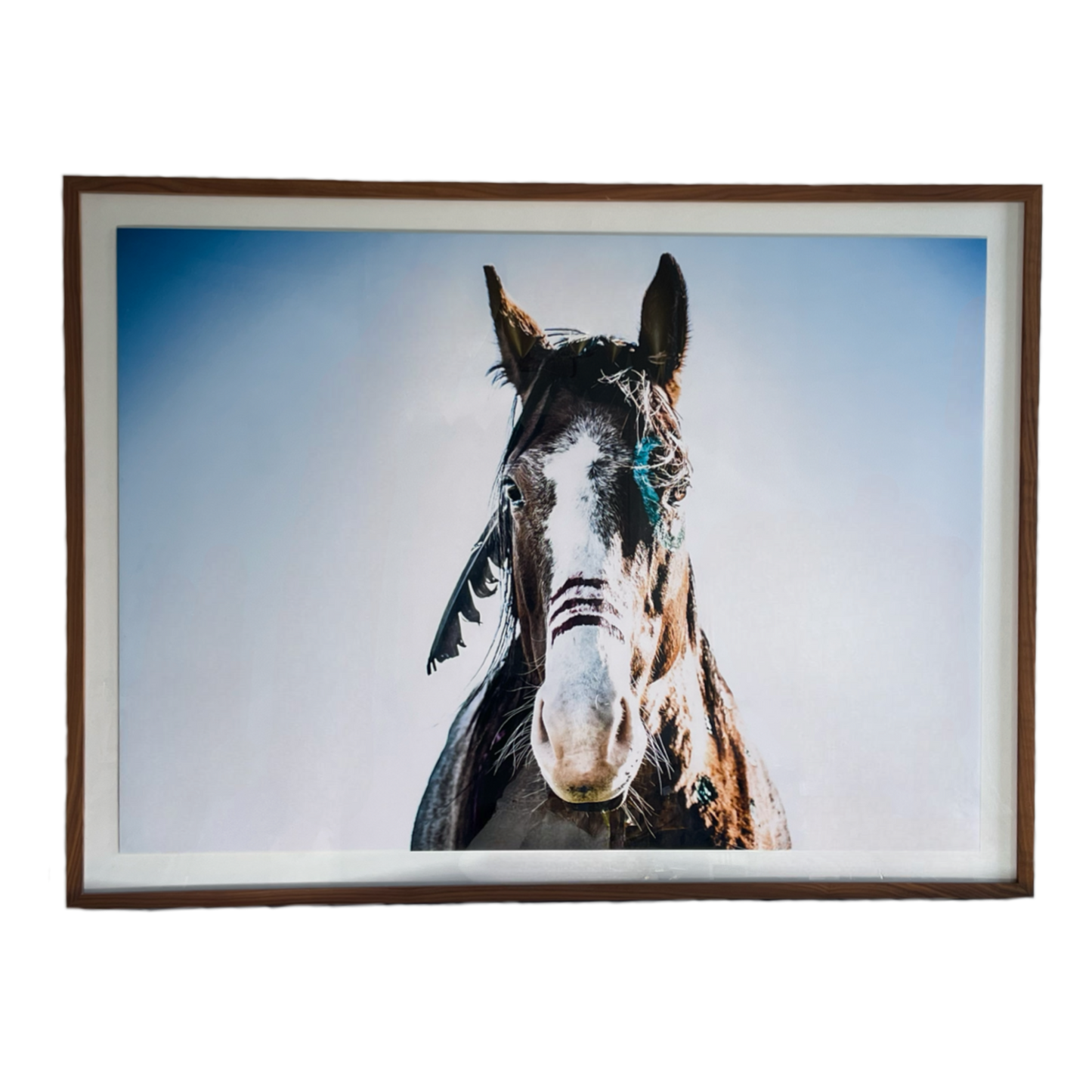 Framed Horse Photograph