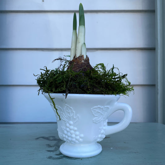 Paperwhites- Milk Glass Punch Cup