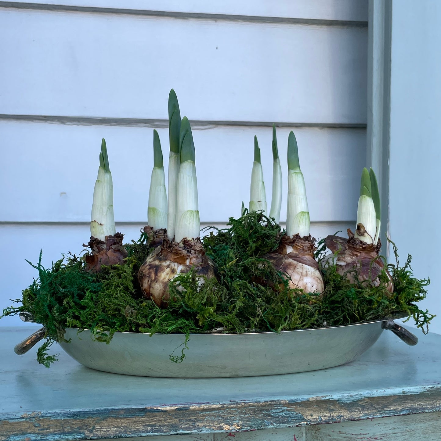 Paperwhites- Silver Oval Platter