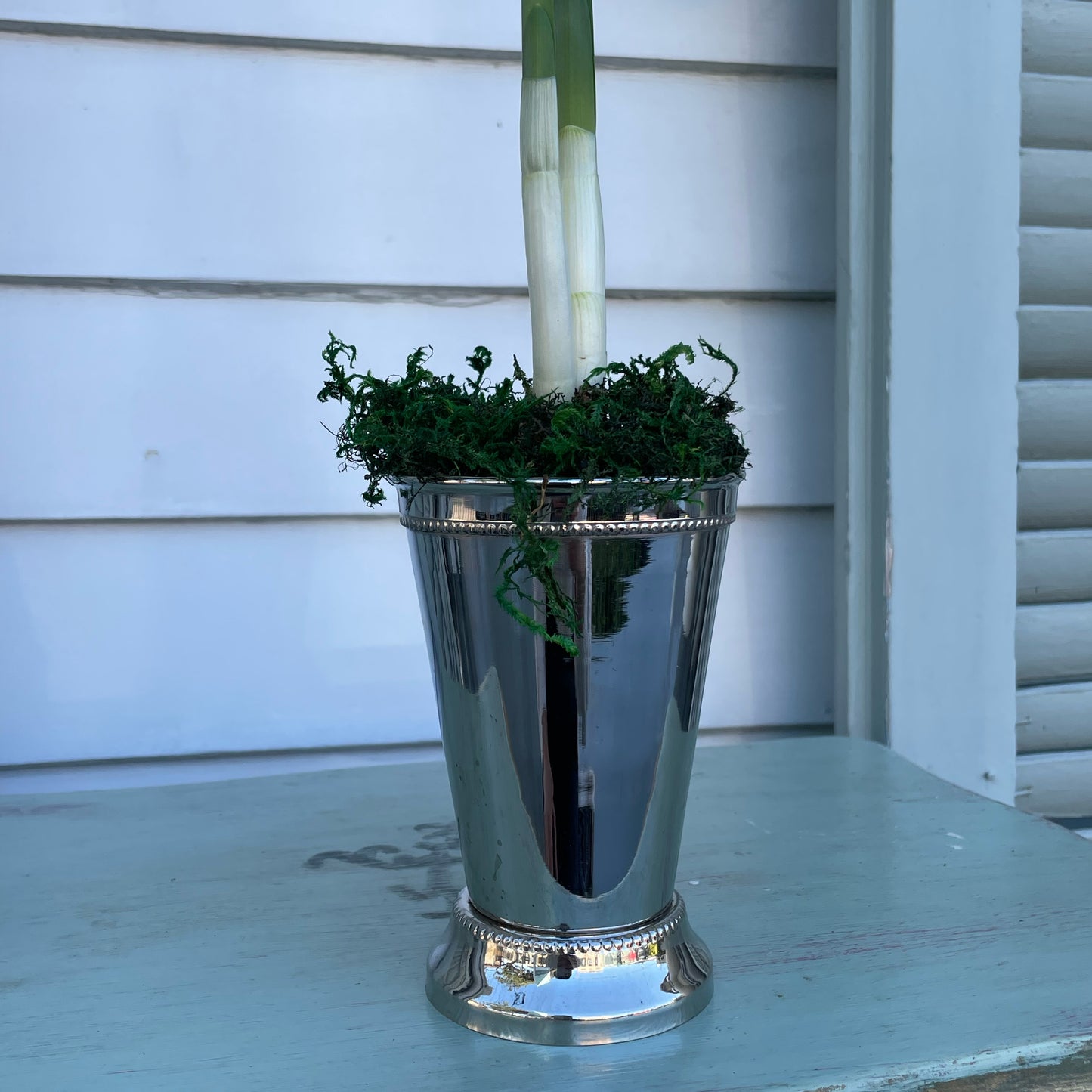 Paperwhites- Silver Mint Julep Cup