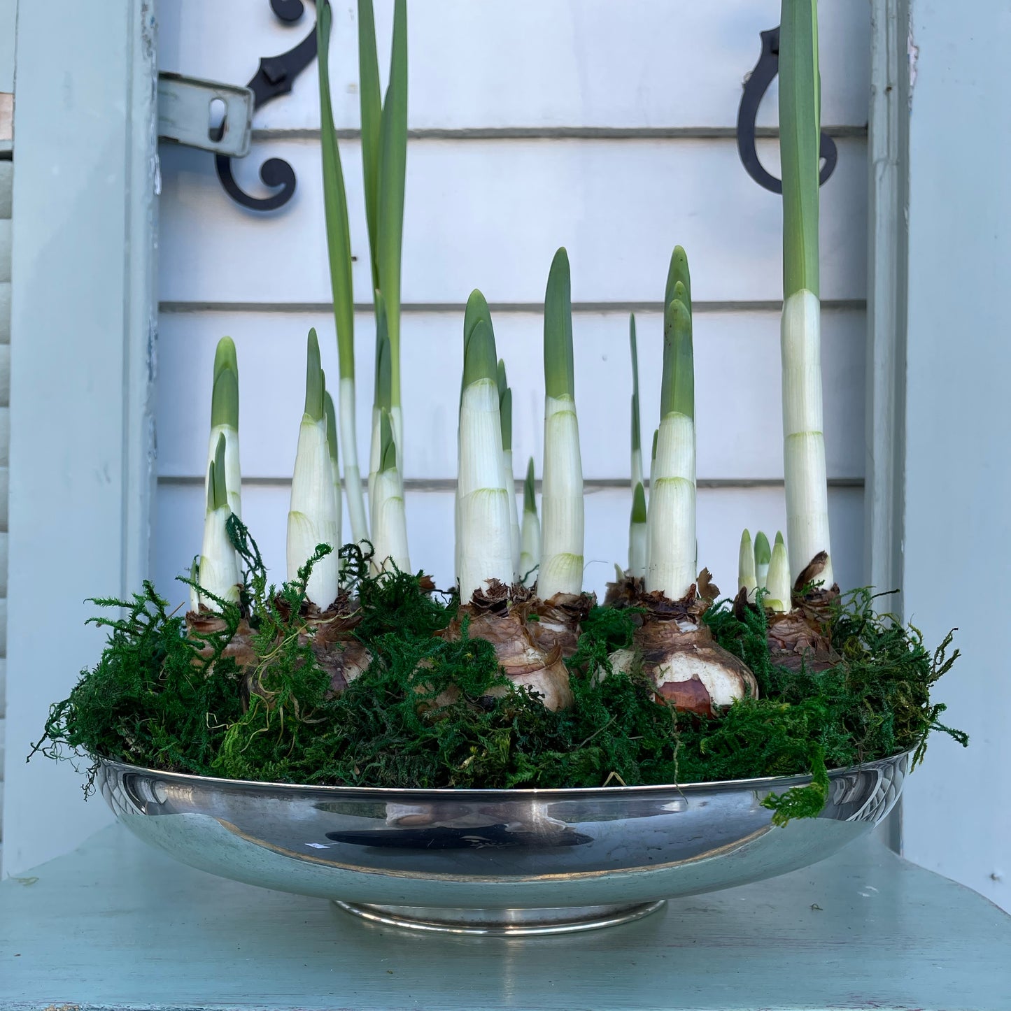 Paperwhites- Silver Pedestal Serving Bowl